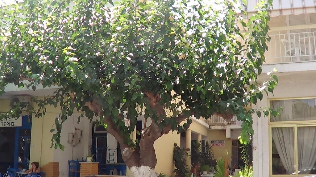Mouroukis Rooms Λουτρά Αιδηψού Εξωτερικό φωτογραφία